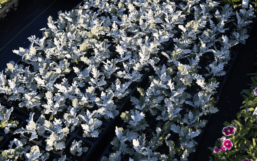 Plant of the Week: Dusty Miller