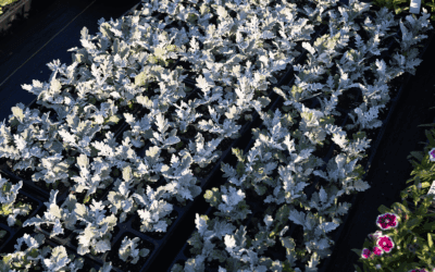 Plant of the Week: Dusty Miller