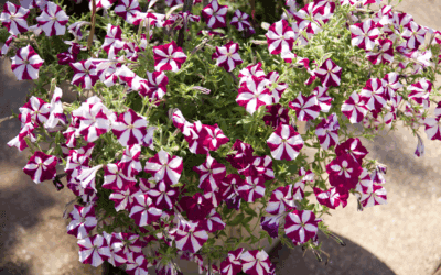 Plant of the Week: Petunias