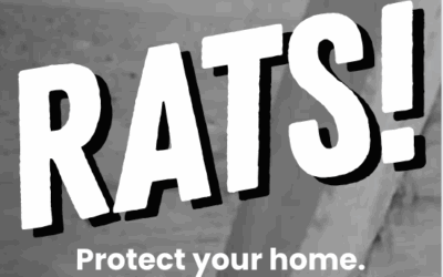 Rodents Head Indoors in Winter