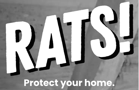 Rodents Head Indoors in Winter