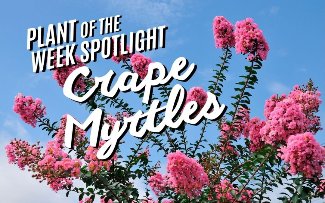 Plant of the Week: Crape Myrtle