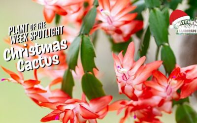 Plant of the Week: Christmas Cactus