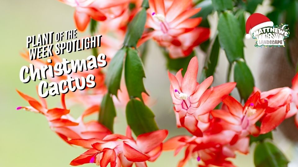 Plant of the Week: Christmas Cactus