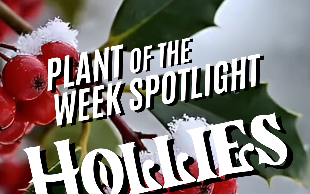 Plant of the Week: Holly