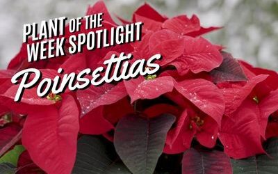 Plant of the Week: Poinsettia