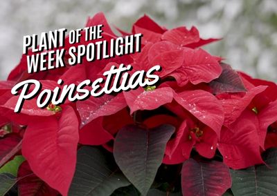 Plant of the Week: Poinsettia
