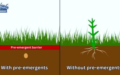 Be Proactive With Pre-Emergents