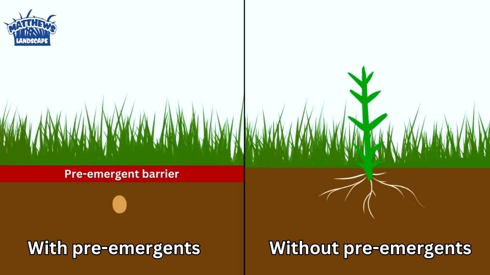 Be Proactive With Pre-Emergents