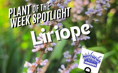 Plant of the Week: Liriope