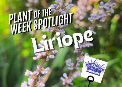 Plant of the Week: Liriope