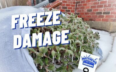 Plants and Freeze Damage