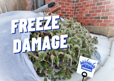 Plants and Freeze Damage