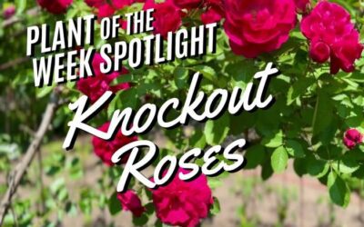 Plant of the Week: Knockout Roses