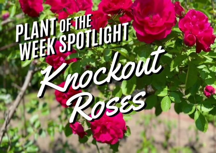 Plant of the Week: Knockout Roses