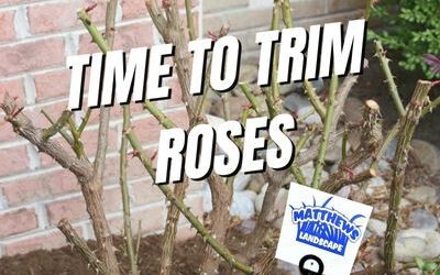 Time to Trim Roses
