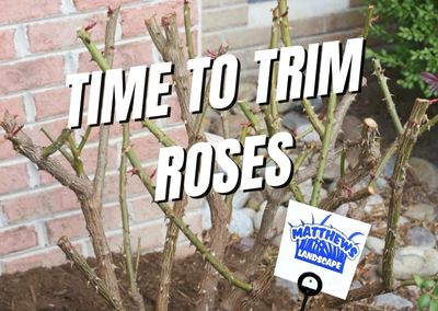 Time to Trim Roses