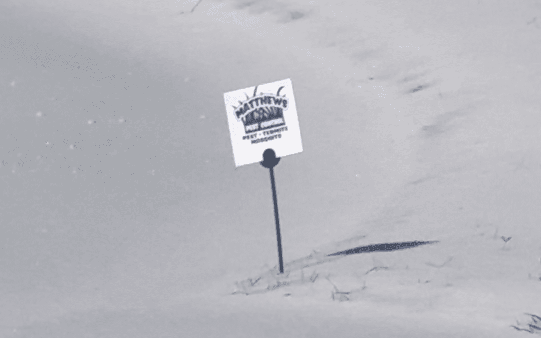 Pests are Active in Winter