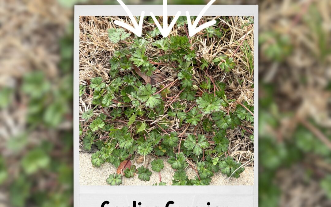 Have You Seen This Weed?