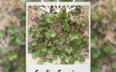 Have You Seen This Weed?