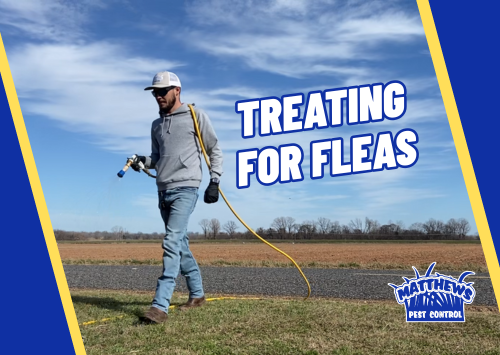 Treating for Fleas
