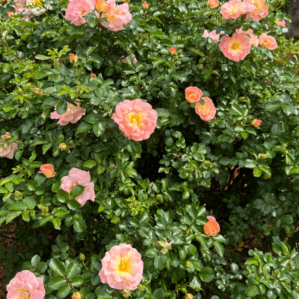 Spring Trim Roses How to Trim Roses - Matthews Landscape and Pest