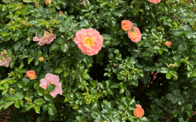 How to Trim Roses