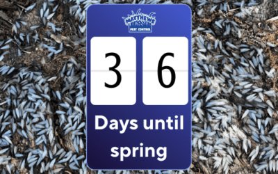 Countdown to Spring… And Termite Swarmers