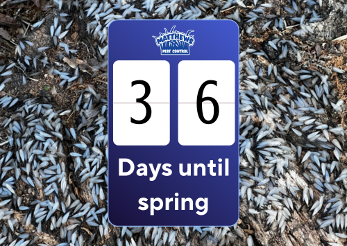 Countdown to Spring… And Termite Swarmers