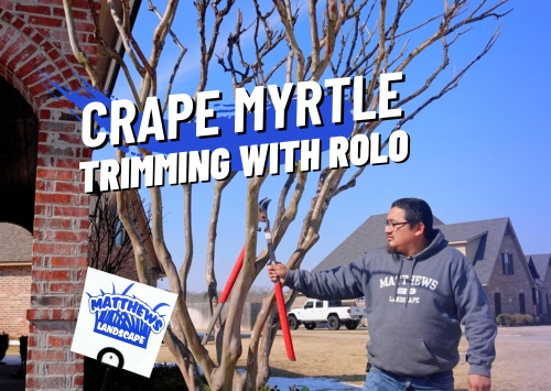 Crape Myrtle Trimming With Rolo