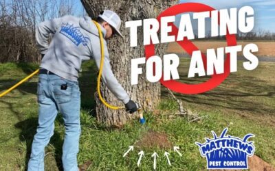 Treating for Ants