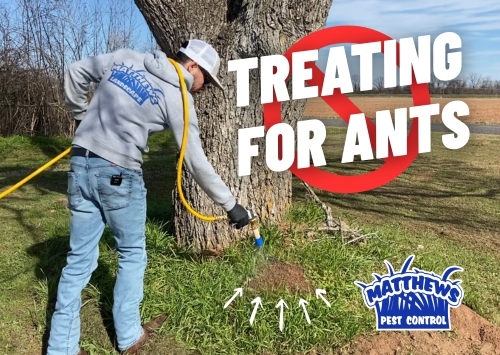 Treating for Ants