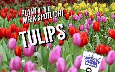 Plant of the Week: Tulips