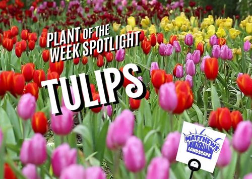 Plant of the Week: Tulips