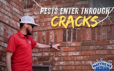 Pests Enter Through Cracks