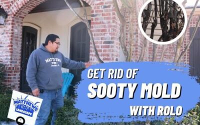 Get Rid of Sooty Mold (With Rolo)