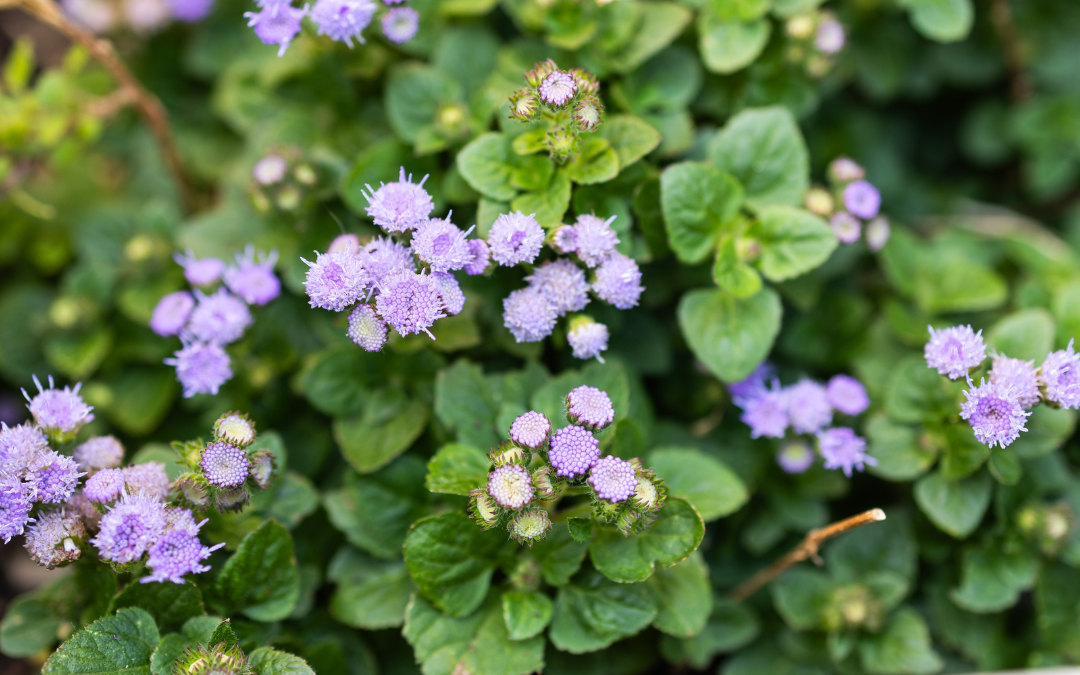 AGERATUM