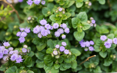 AGERATUM