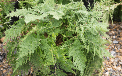 ARBORVITAE FERN