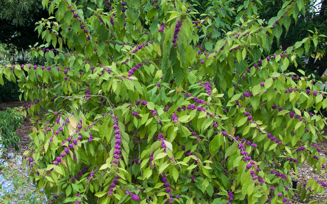 BEAUTYBERRY BUSH