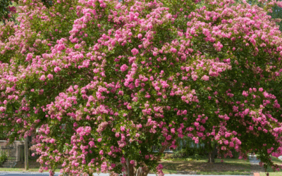 CRAPE MYRTLE