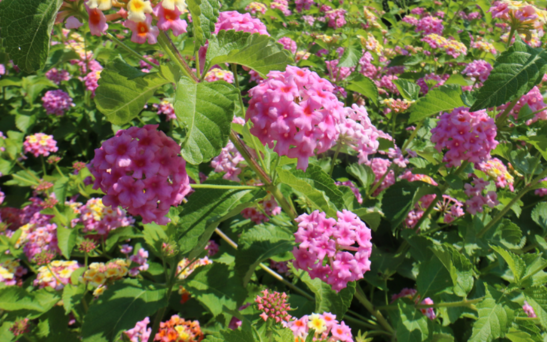 LANTANA