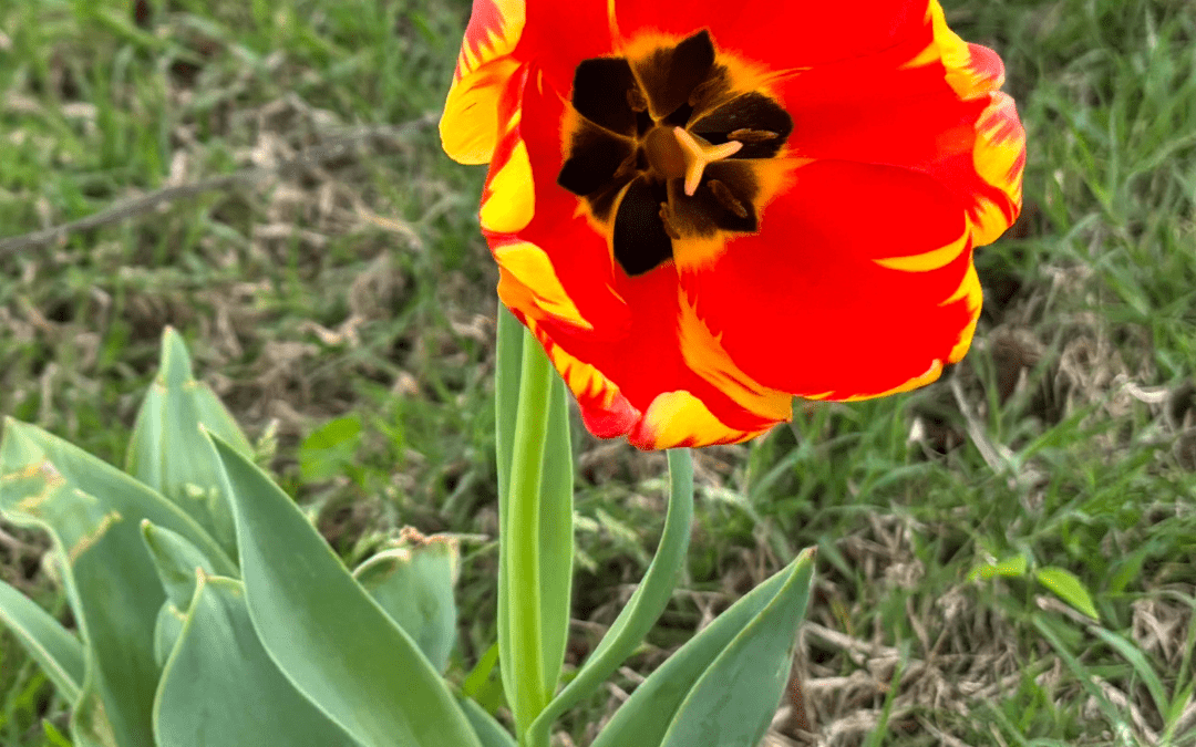 TULIP