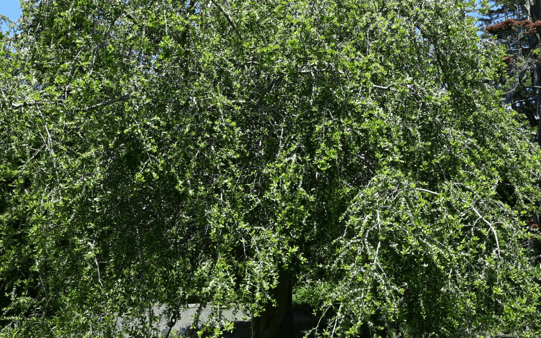 WEEPING UPRIGHT YAUPON