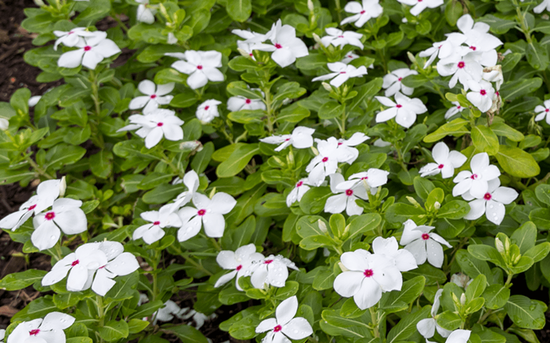 VINCA