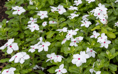 VINCA