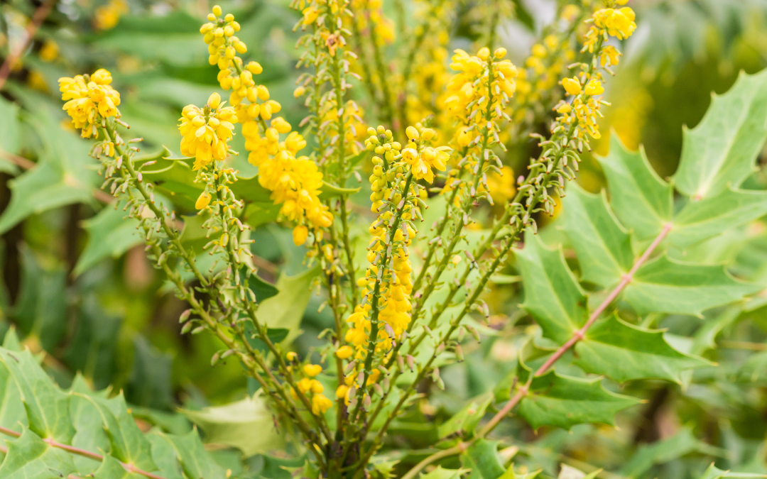 MAHONIA