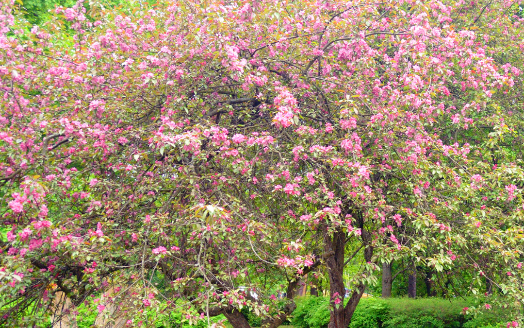 CRABAPPLE TREE