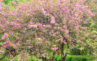 CRABAPPLE TREE