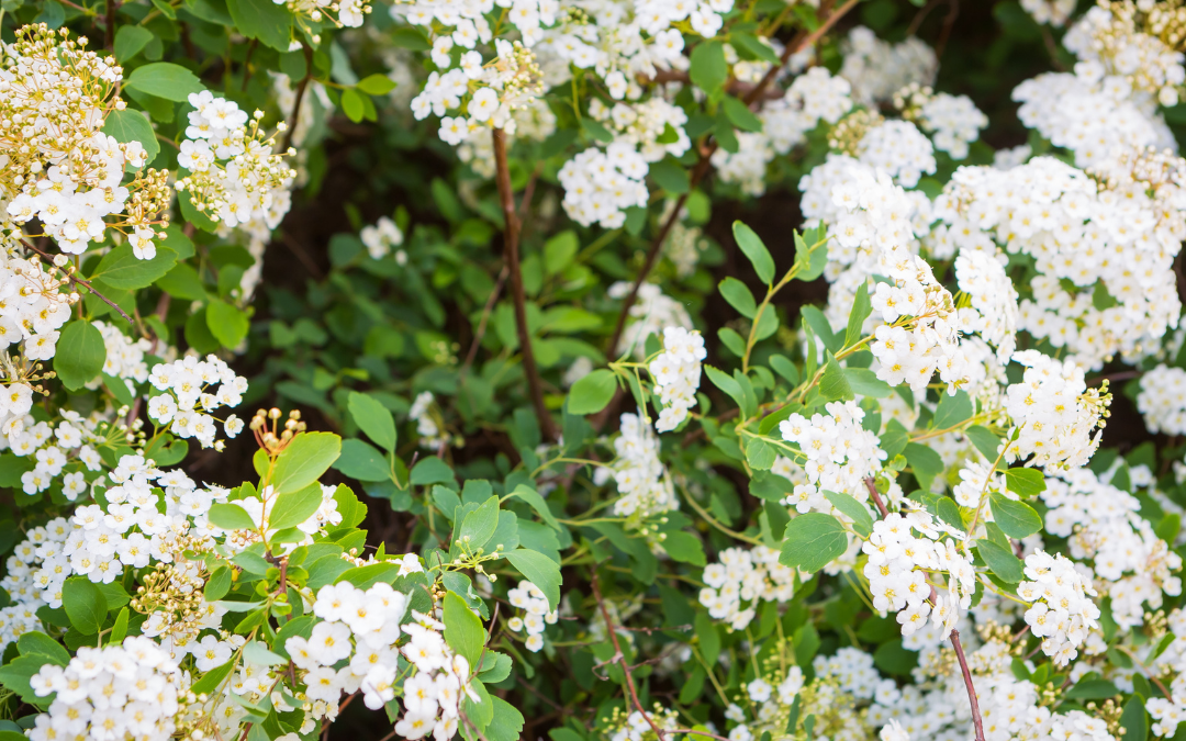 SPIREA